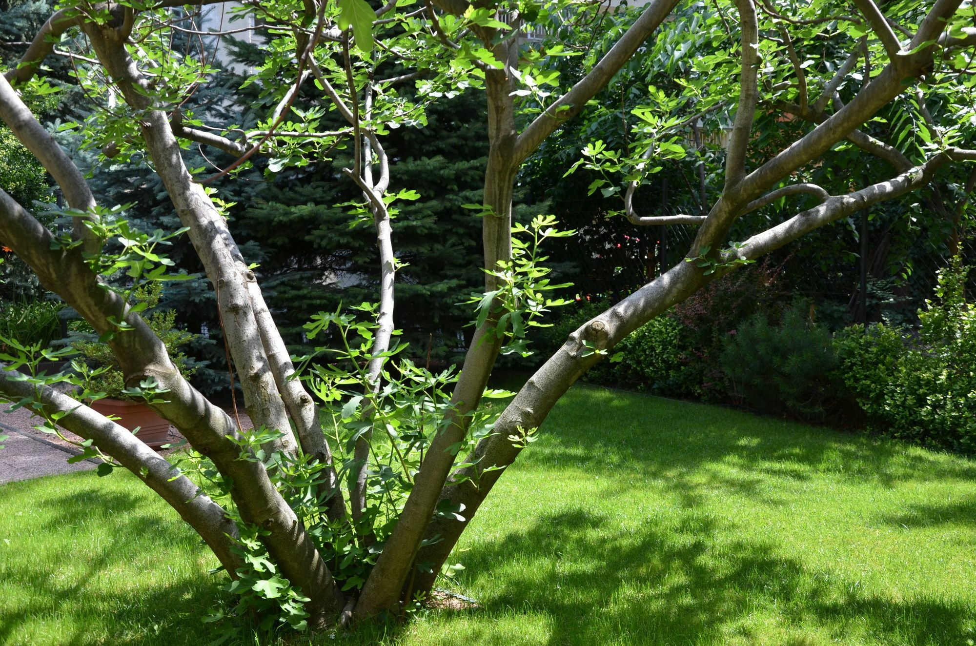 Fig Tree House Будапеща Екстериор снимка