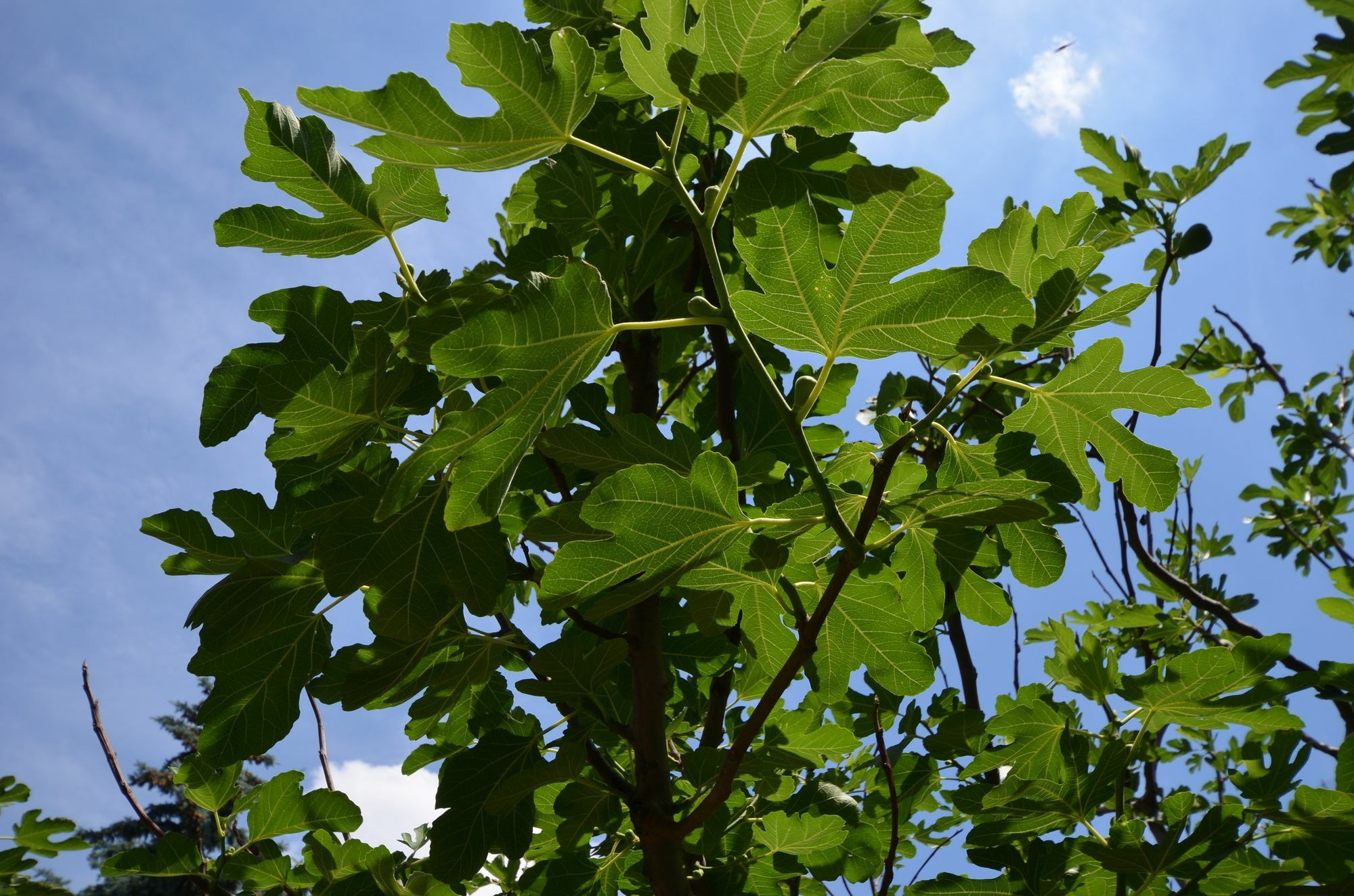 Fig Tree House Будапеща Екстериор снимка